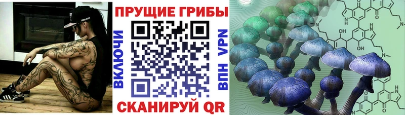 Купить  Нововоронеж  Галлюциногенные грибы Cubensis 