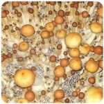 Псилоцибиновые (галлюциногенные)  грибы Psilocybin "Golden Teacher" в Нововоронеже