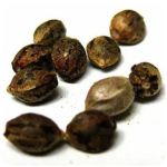 Семена марихуаны АК-47  (Seeds AK-47) в Нововоронеже